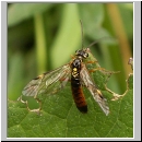 Tenthredopsis sp - Blattwespe 02a 12mm.jpg